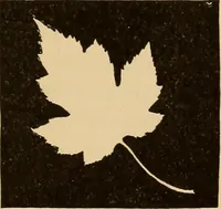 An illustration from Flame, electricity and the camera; man's progress from the first kindling of fire to the wireless telegraph and the photography of color (1901)