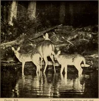 An illustration from Flame, electricity and the camera; man's progress from the first kindling of fire to the wireless telegraph and the photography of color (1901)