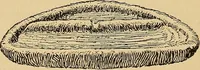 An illustration from Flame, electricity and the camera; man's progress from the first kindling of fire to the wireless telegraph and the photography of color (1901)