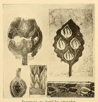 Picture 7 of 20 from Flamskväv och Finnväv (1927), leaf 15