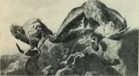An illustration from Flandre (1913)