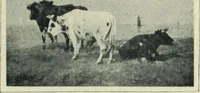 Picture 600 of 621 from Flandre (1913), leaf 339