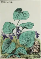 Picture 28 of 32 from Fleurs fruits & legumes du jour (1871), leaf 60