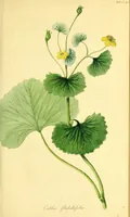 An illustration from Flora Americae Septentrionalis, or, A systematic arrangement and description of the plants of North America : containing, besides what have been described by preceding authors, many new and rare species, collected during twelve years travels and residence in that country (1814)