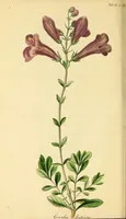 An illustration from Flora Americae Septentrionalis, or, A systematic arrangement and description of the plants of North America : containing, besides what have been described by preceding authors, many new and rare species, collected during twelve years travels and residence in that country (1814)