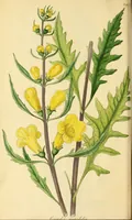 An illustration from Flora Americae Septentrionalis, or, A systematic arrangement and description of the plants of North America : containing, besides what have been described by preceding authors, many new and rare species, collected during twelve years travels and residence in that country (1814)