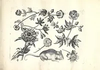 Picture 2 of 8 from Florae deae inter patrios & exoticos flores sedentis artificiosa delineatio (1630), leaf 11