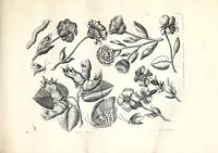 An illustration from Florae deae inter patrios & exoticos flores sedentis artificiosa delineatio (1630)