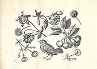 An illustration from Florae deae inter patrios & exoticos flores sedentis artificiosa delineatio (1630)