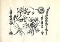 Picture 5 of 8 from Florae deae inter patrios & exoticos flores sedentis artificiosa delineatio (1630), leaf 17