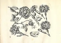 An illustration from Florae deae inter patrios & exoticos flores sedentis artificiosa delineatio (1630)