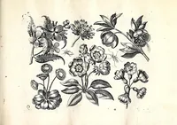 An illustration from Florae deae inter patrios & exoticos flores sedentis artificiosa delineatio (1630)