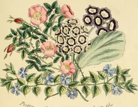 An illustration from Floral emblems (1825)