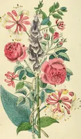 An illustration from Floral emblems (1825)