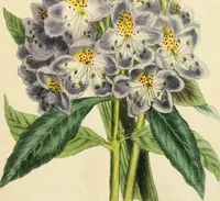 An illustration from Floral emblems (1825)