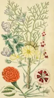 An illustration from Floral emblems (1825)