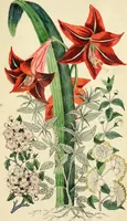 Picture 17 of 20 from Floral emblems (1825), leaf 296