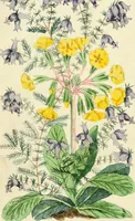 Picture 18 of 20 from Floral emblems (1825), leaf 337