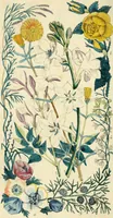 An illustration from Floral emblems (1825)
