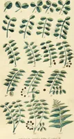 An illustration from Floral emblems (1825)