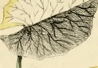An illustration from Floral emblems (1825)