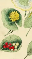 Picture 7 of 20 from Floral emblems (1825), leaf 59