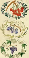 Picture 9 of 20 from Floral emblems (1825), leaf 79