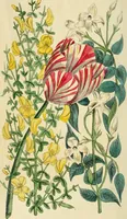 Picture 2 of 20 from Floral emblems (1825), leaf 9