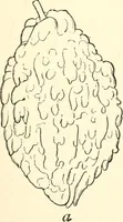 An illustration from The flora of the Assyrian monuments and its outcomes (1894)