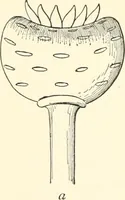 An illustration from The flora of the Assyrian monuments and its outcomes (1894)