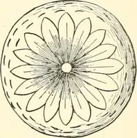 An illustration from The flora of the Assyrian monuments and its outcomes (1894)