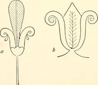 An illustration from The flora of the Assyrian monuments and its outcomes (1894)