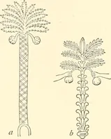 An illustration from The flora of the Assyrian monuments and its outcomes (1894)