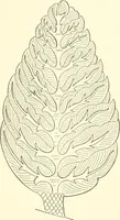 An illustration from The flora of the Assyrian monuments and its outcomes (1894)