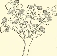 An illustration from The flora of the Assyrian monuments and its outcomes (1894)