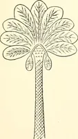 An illustration from The flora of the Assyrian monuments and its outcomes (1894)
