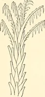 An illustration from The flora of the Assyrian monuments and its outcomes (1894)