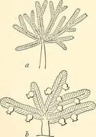 An illustration from The flora of the Assyrian monuments and its outcomes (1894)