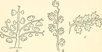 An illustration from The flora of the Assyrian monuments and its outcomes (1894)