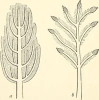 An illustration from The flora of the Assyrian monuments and its outcomes (1894)
