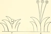 An illustration from The flora of the Assyrian monuments and its outcomes (1894)