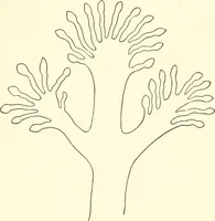 An illustration from The flora of the Assyrian monuments and its outcomes (1894)