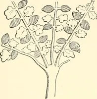 An illustration from The flora of the Assyrian monuments and its outcomes (1894)