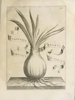 An illustration from Flora, ouero, Cultura di fiori (1638)