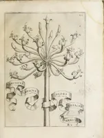 Picture 17 of 41 from Flora, ouero, Cultura di fiori (1638), leaf 151