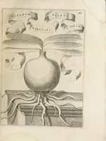 An illustration from Flora, ouero, Cultura di fiori (1638)