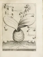 An illustration from Flora, ouero, Cultura di fiori (1638)