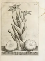 Picture 21 of 41 from Flora, ouero, Cultura di fiori (1638), leaf 193