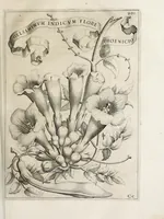 Picture 22 of 41 from Flora, ouero, Cultura di fiori (1638), leaf 221