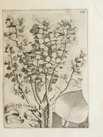 Picture 26 of 41 from Flora, ouero, Cultura di fiori (1638), leaf 399